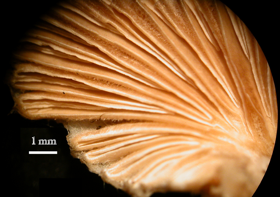 Schizophyllum commune